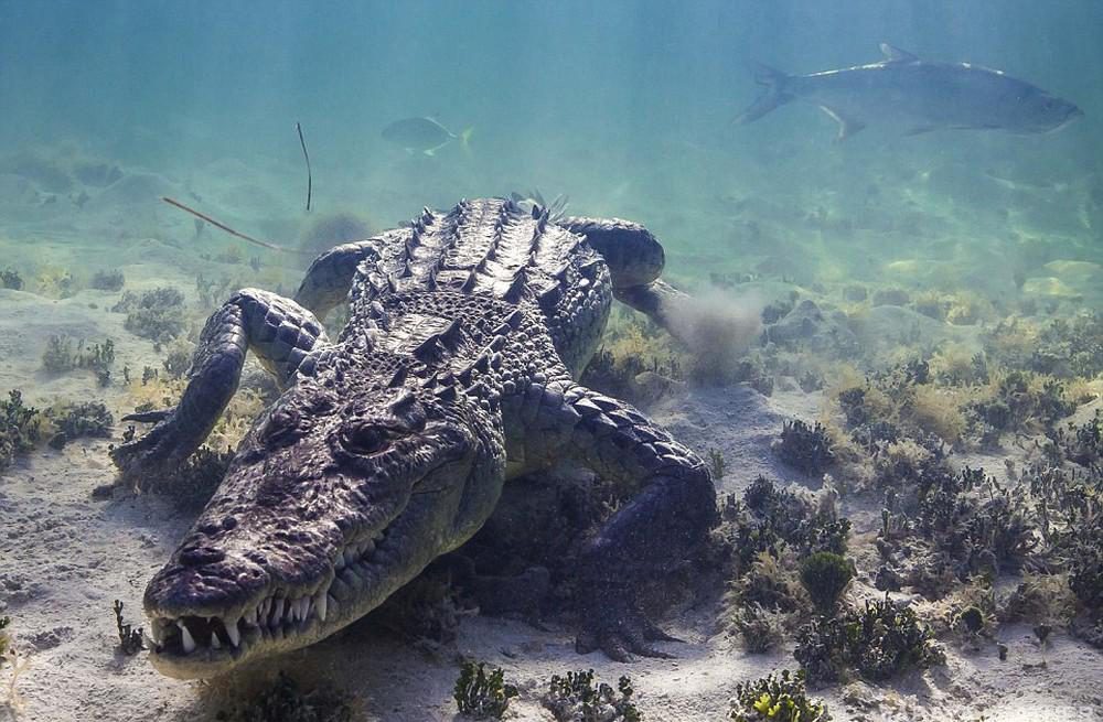 Mơ thấy cá sấu là điềm gì - đánh số mấy?